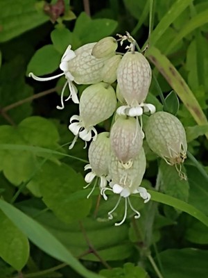 photo of Bladder Campion