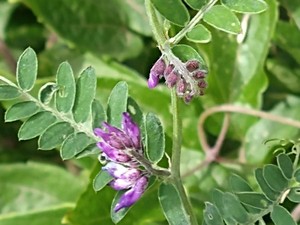 photo of Fodder Vetch