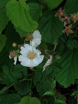 photo of Many Flowered Rose