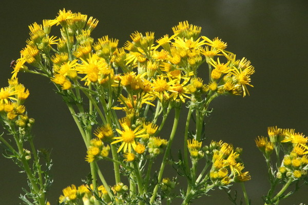photo of Ragwort