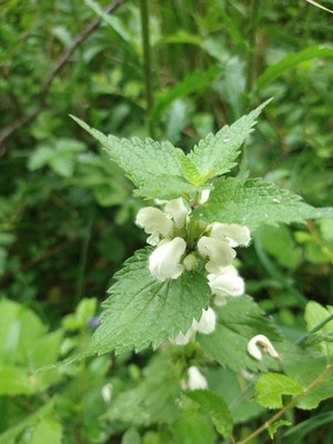 photo of White Dead Nettle