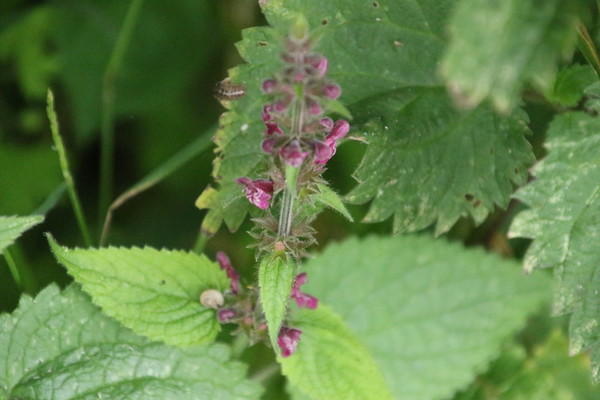 photo of Hedge Woundwort