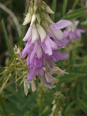 photo of Goat's Rue