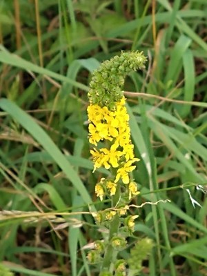photo of Agrimony