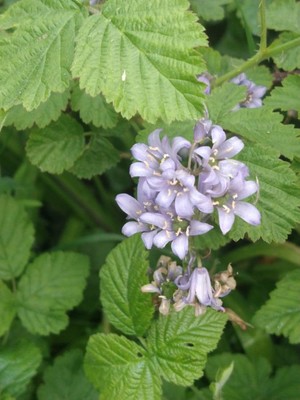 photo of Spanish Bluebell
