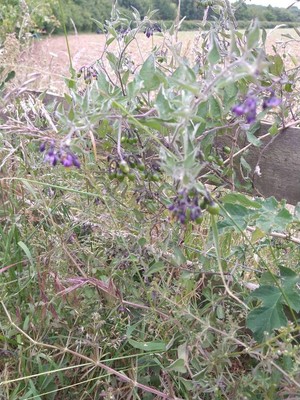 photo of Bittersweet