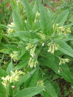 photo of Common Comfrey