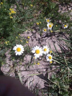 photo of Scented Mayweed