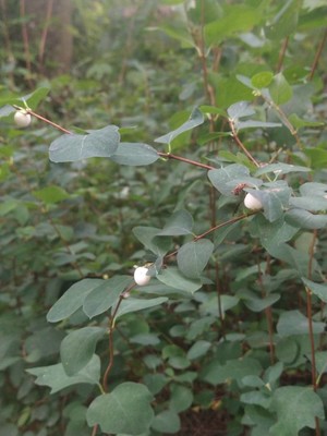 photo of Snowberry