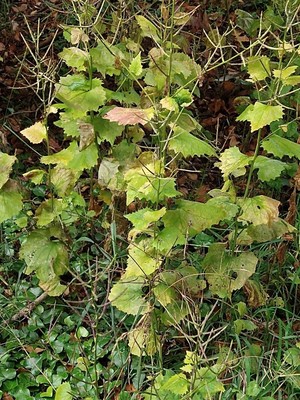 photo of Garlic Mustard