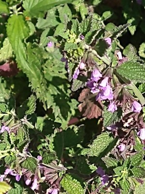 photo of Black Horehound