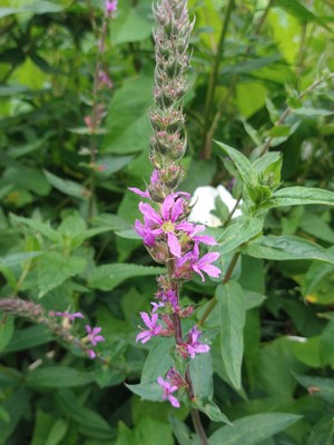 photo of Purple Loosestrife