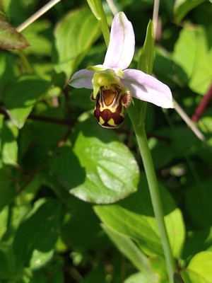 photo of Bee Orchid