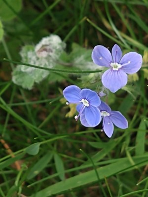 photo of Germander Speedwell