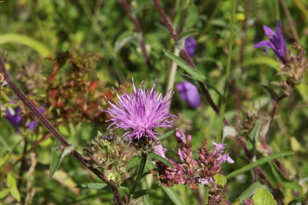 photo of Common Knapweed