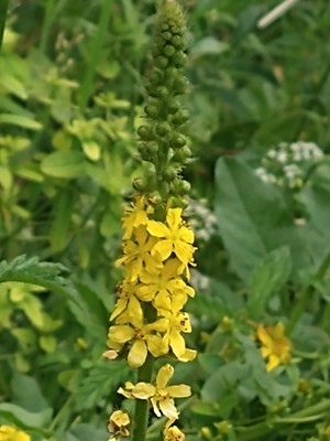 photo of Agrimony