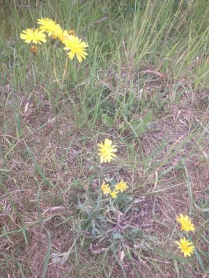 photo of Smooth Hawk's Beard