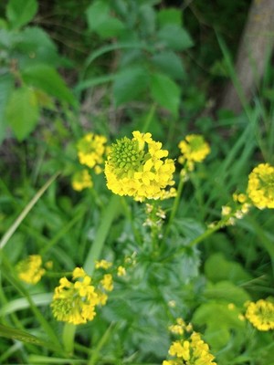 photo of Common Winter Cress