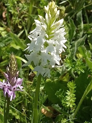 photo of Common Spotted Orchid