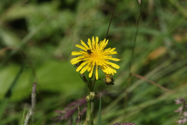 photo of Rough Hawk's Beard