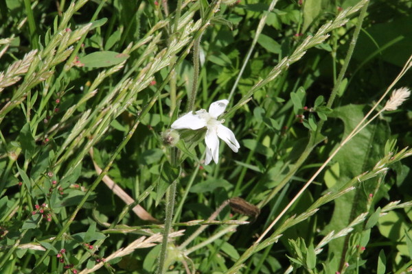 photo of White Campion