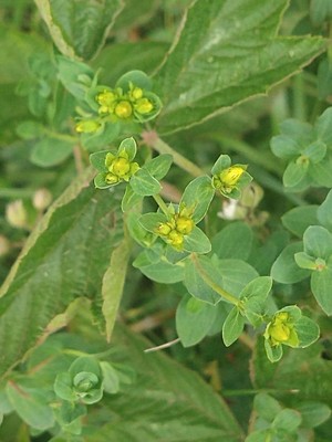 photo of Imperforate St. John's Wort