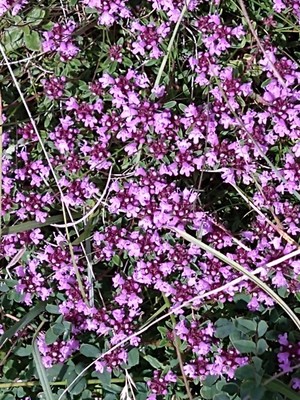 photo of Wild Thyme