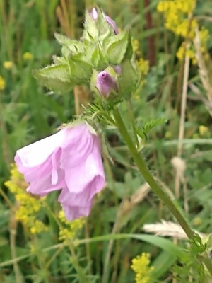 photo of Greater Musk Mallow