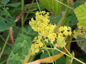 photo of Garden Lady's Mantle