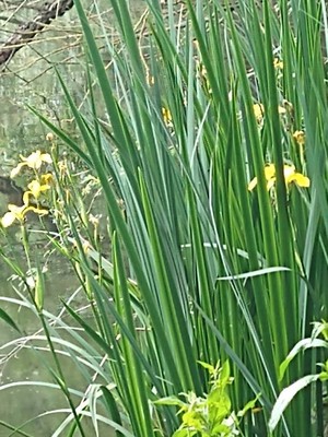 photo of Yellow Iris