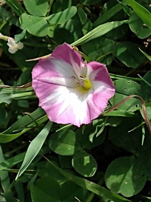 photo of Field Bindweed