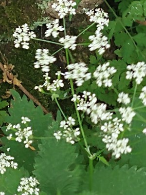 photo of Cow Parsley