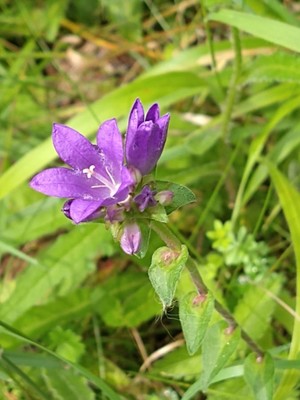 photo of Clustered Bellfower