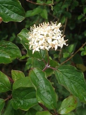 photo of Dogwood
