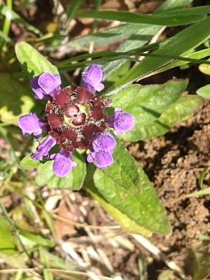 photo of Selfheal