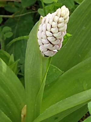 photo of Military Orchid