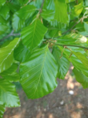 photo of Beech