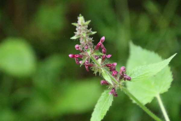 photo of Hedge Woundwort