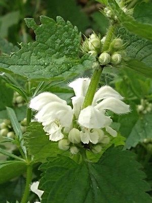 photo of White Dead Nettle