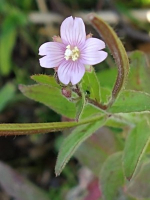 photo of Hoary Willowherb
