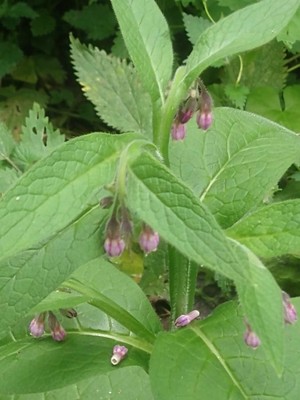 photo of Common Comfrey