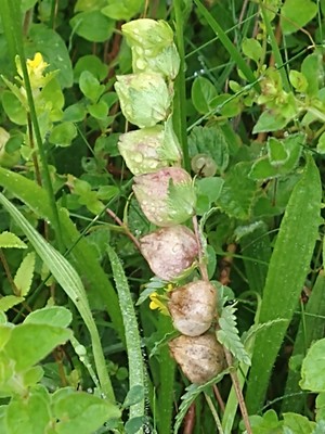 photo of Yellow Rattle