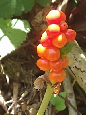 photo of Italian Arum