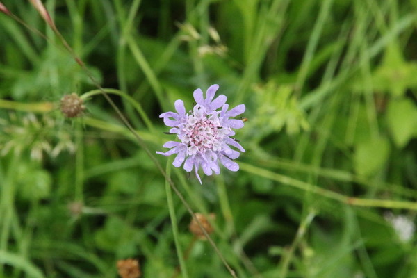 photo of Small Scabious