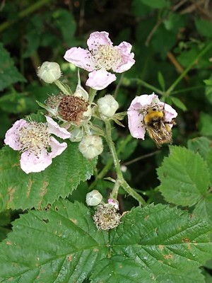 photo of Elm Leaved Bramble