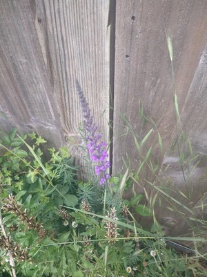 photo of Purple Toadflax
