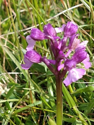 photo of Green Winged Orchid
