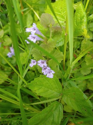 photo of Ground Ivy