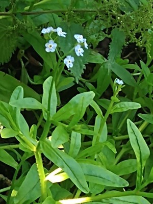 photo of Water Forget Me Not