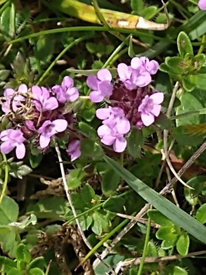 photo of Wild Thyme